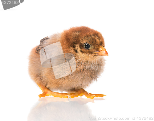 Image of Newborn chicken on white background