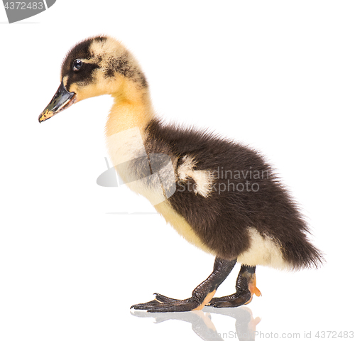 Image of Cute newborn duckling