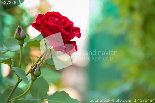 Image of Beautiful red roses