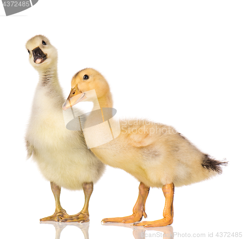 Image of Cute newborn gosling and duckling