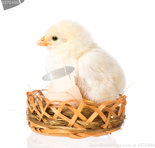 Image of Newborn chicken on white background