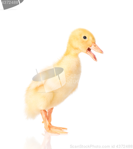 Image of Cute newborn duckling