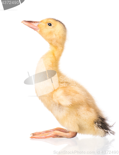 Image of Cute newborn duckling