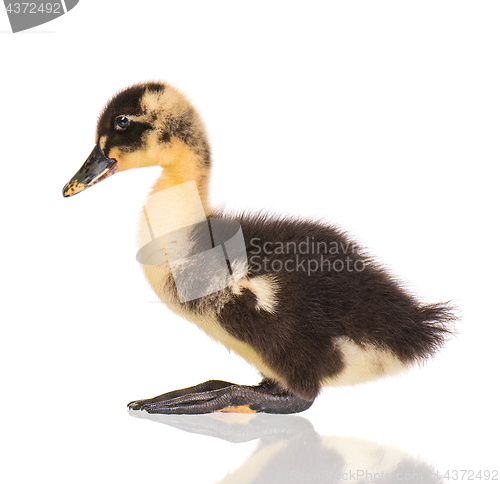 Image of Cute newborn duckling