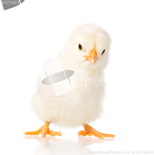 Image of Newborn chicken on white background