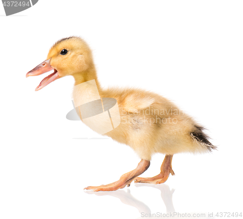 Image of Cute newborn duckling