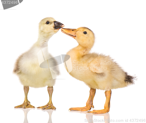 Image of Cute newborn gosling and duckling