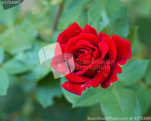 Image of Beautiful red roses