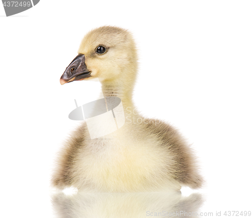 Image of Cute newborn gosling