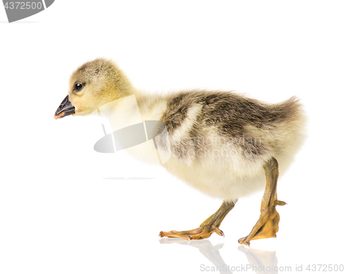 Image of Cute newborn gosling