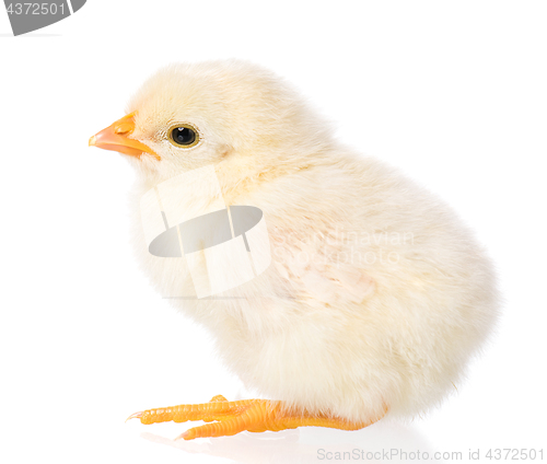 Image of Newborn chicken on white background