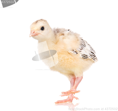 Image of Little chicken turkey