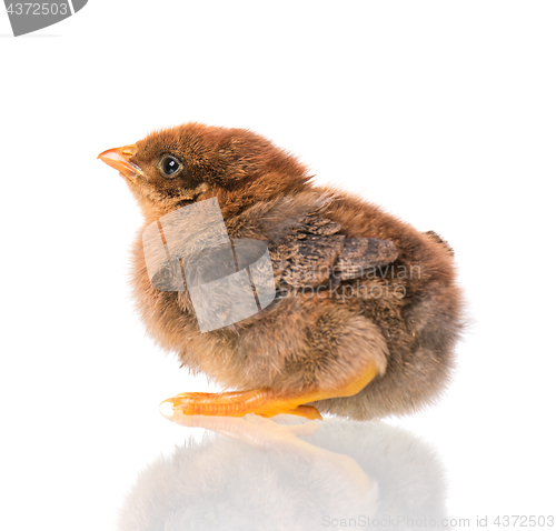 Image of Newborn chicken on white background