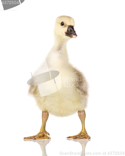 Image of Cute newborn gosling