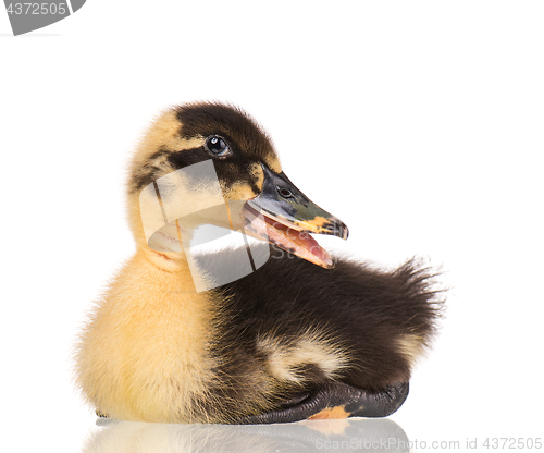 Image of Cute newborn duckling