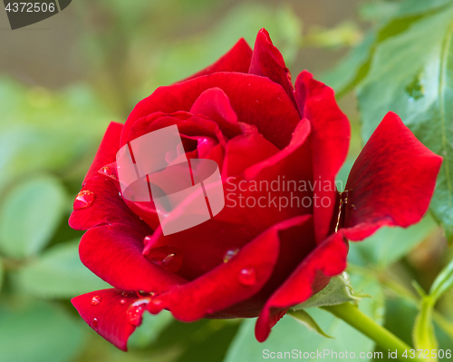Image of Beautiful red roses