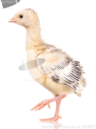 Image of Little chicken turkey