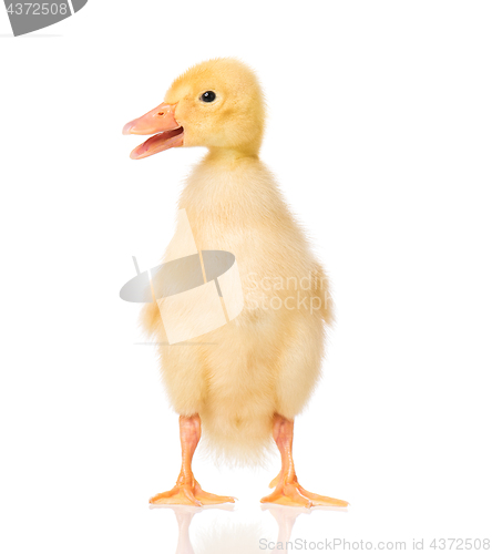 Image of Cute newborn duckling