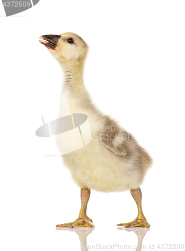 Image of Cute newborn gosling