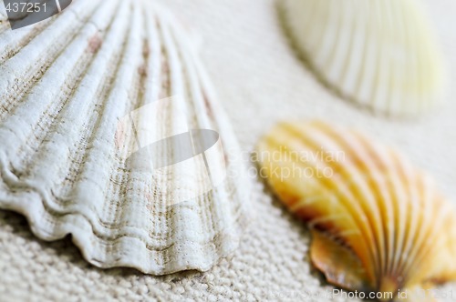 Image of Seashells