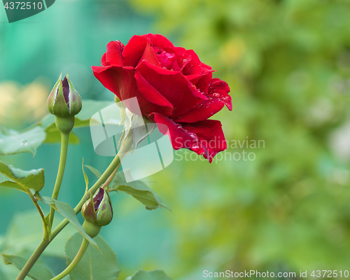 Image of Beautiful red roses