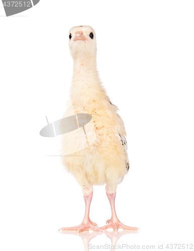 Image of Little chicken turkey