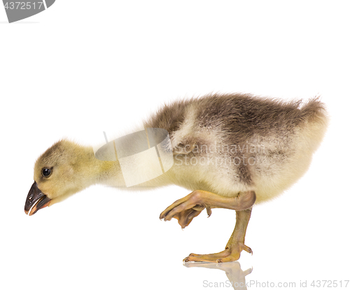 Image of Cute newborn gosling