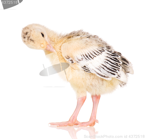 Image of Little chicken turkey