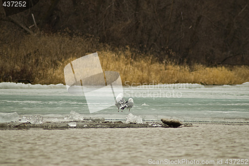 Image of Two Seagulls