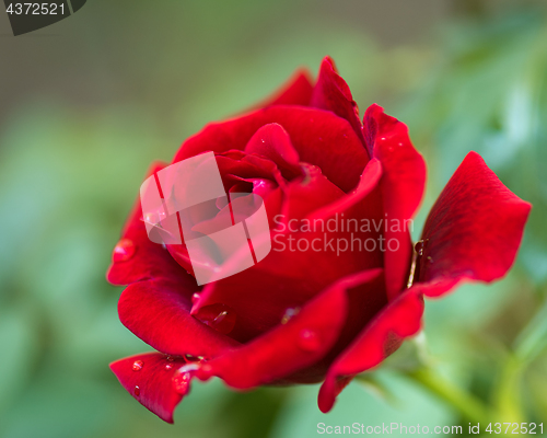 Image of Beautiful red roses