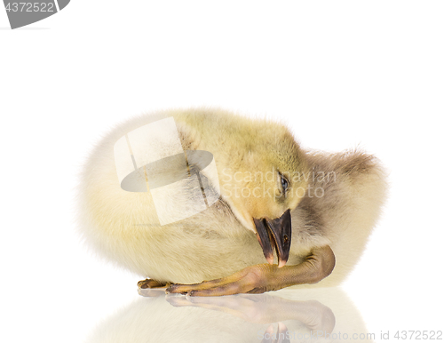 Image of Cute newborn gosling