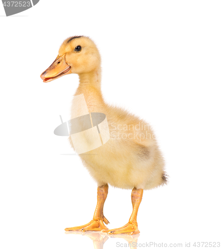 Image of Cute newborn duckling