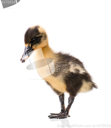 Image of Cute newborn duckling