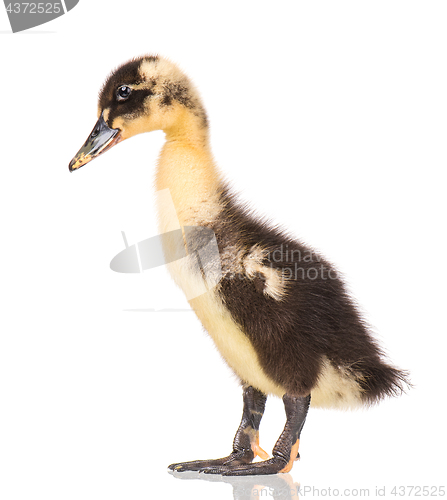 Image of Cute newborn duckling