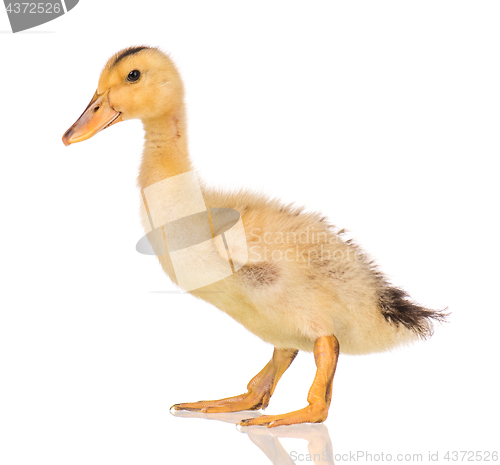 Image of Cute newborn duckling