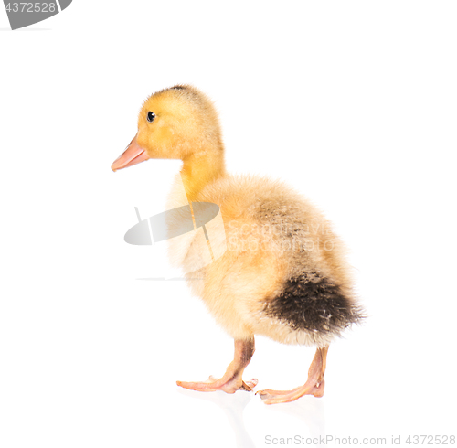 Image of Cute newborn duckling