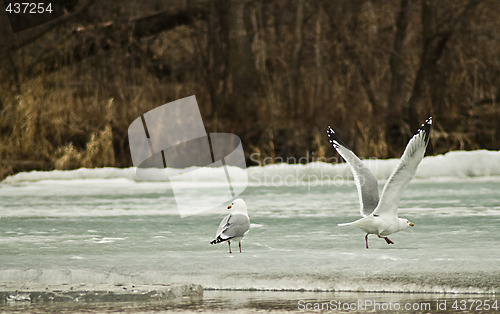 Image of Seagull Taking Off