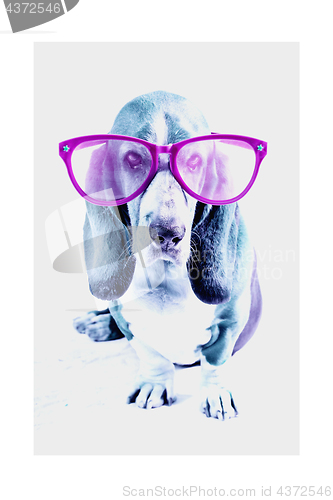 Image of Basset Hound pink glasses