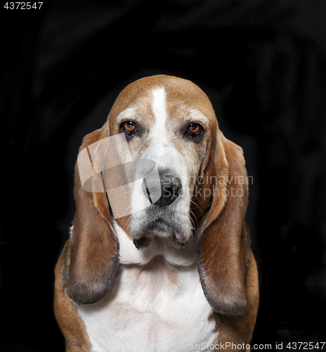 Image of Basset Hound Studio black