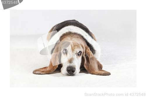 Image of Basset Hound Studio portrait