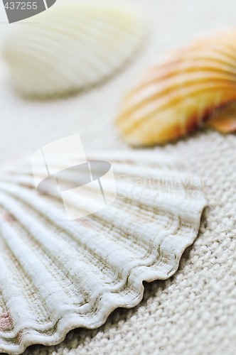 Image of Seashells