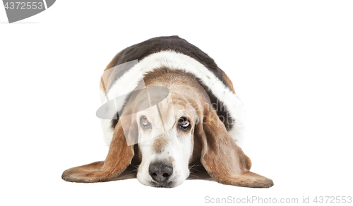 Image of basset hound long ears