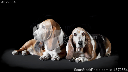 Image of two basset hound black background