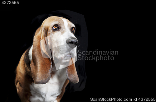Image of basset hound black background