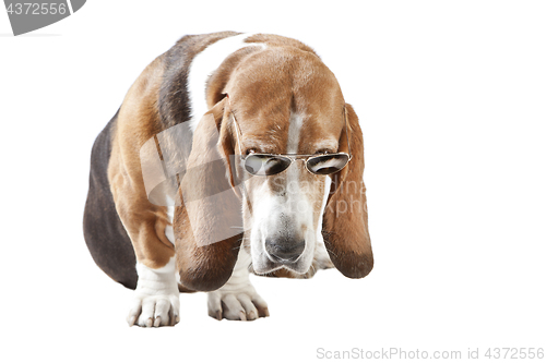 Image of basset hound sunglasses isolated