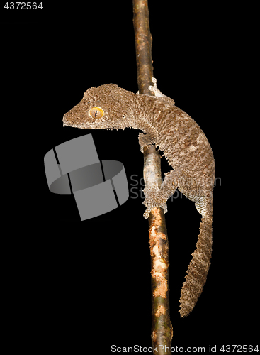 Image of Giant leaf-tailed gecko, Uroplatus fimbriatus, Madagascar