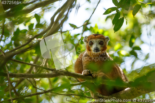 Image of crowned lemur Ankarana National Park, Madagascar