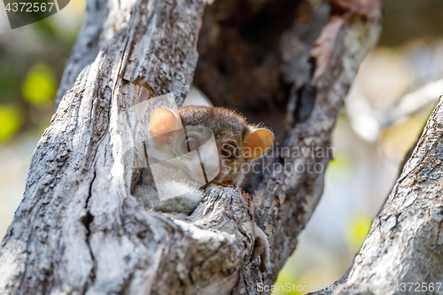 Image of Ankarana sportive lemur, Madagascar