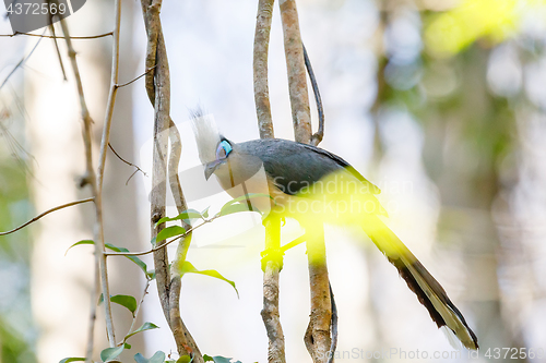 Image of Crested coua bird (Coua cristata) Madagascar