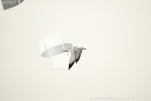 Image of Flying Gull